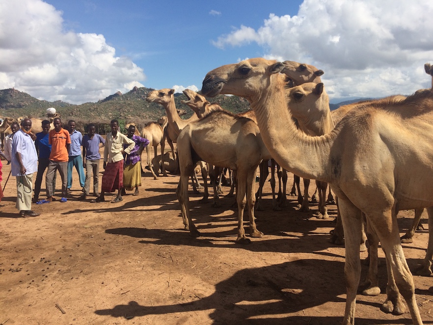 CamelMarket-Harar
