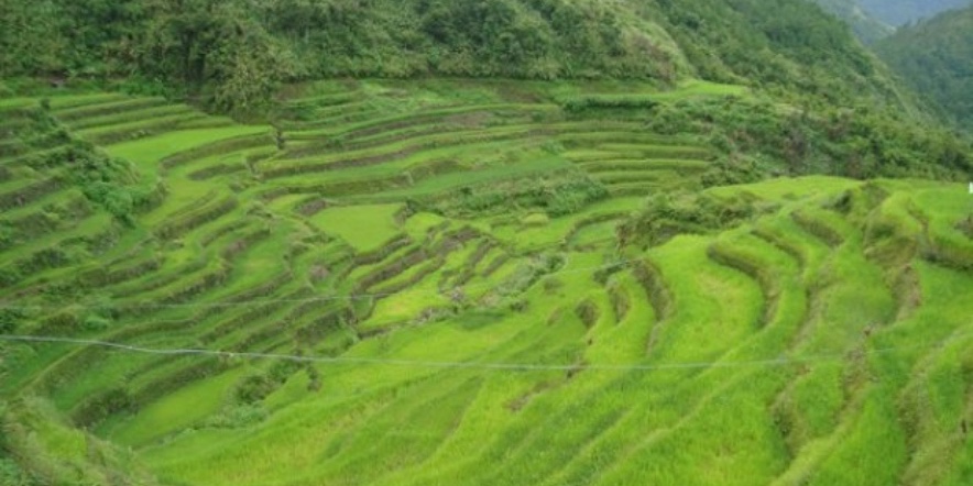 Les rizières de Luzon